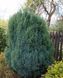 Кипарисовик Лавсона Элвуди. (Chamaecyparis lawsoniana Ellwoodii) С3 CS2169 фото 2