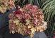 Гейхера Амаретто Heuchera World Caffe Amaretto C3 V28887 фото 3
