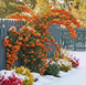 Піраканта &laquo;Оранж Чармер&raquo; (Pyracantha &lsquo;Orange Charmer&rsquo;) С3 V58198 фото 1