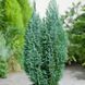 Кипарисовик Лавсона Элвуди. (Chamaecyparis lawsoniana Ellwoodii) С3 CS2169 фото 1