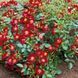 Роза Бассино. (Bassino) Почвопокровная CS0792 фото 4