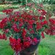 Роза Бассино. (Bassino) Почвопокровная CS0792 фото 1