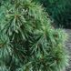 Сосна корейская/кедровая Джек Корбит. (Pinus koraiensis Jack Corbit) С15 CS2369 фото 1