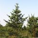 Сосна Банкса. (Pinus banksiana) С3 CS2319 фото 3