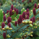 Яль обыкновенная &ndash; Picea abies Acrocona (высота H 40-60 см, горшок 5л) V117614 фото 1
