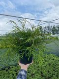 Туя складчаста/Thuja plicata Kagers Beauty С3 000N1003 фото
