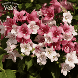 Вейгела Маржорі &ndash; Weigela &lsquo;Marjorie&rsquo; (висота 20&ndash;30 см, горщик 2 л)