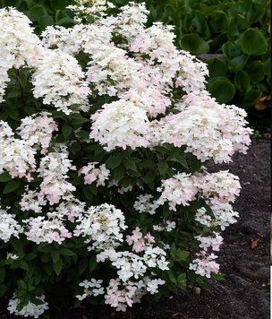 Гортензія волотиста Тач Оф Пінк. (Hydrangea paniculata Living Touch of Pink) С3 CS2673 фото