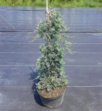 Ялівець горизонтальний Вілтоні. (Juniperus horizontalis Wiltonii) НА ОПОРІ CS2220 фото