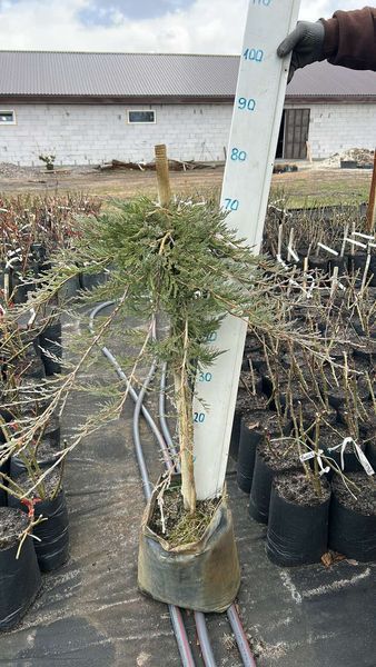 Ялівець горизонтальний Вілтоні. (Juniperus horizontalis Wiltonii) НА ОПОРІ CS2220 фото