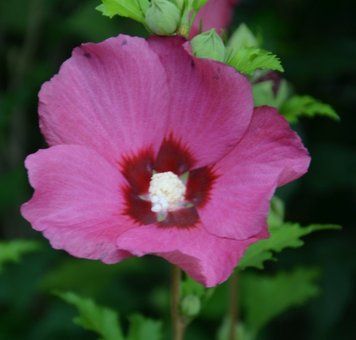 Гібіскус сирійський Флауер Тауер Рубі. (Hibiscus syriacus Flower Tower Ruby) С3 CS2623 фото
