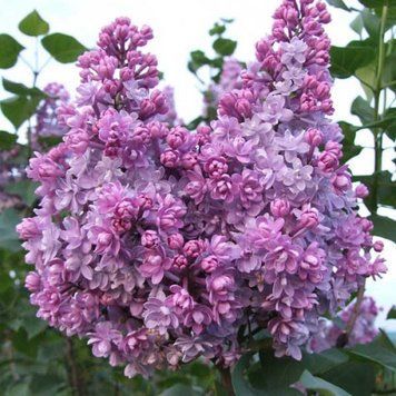 Сирень обыкновенная Колхозница. (Syringa vulgaris Kolchoznica) CS2973 фото