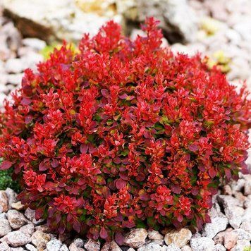 Барбарис Тунберга Лютін Руж. (Berberis thunbergii Lutin Rouge) С2 CS2523 фото