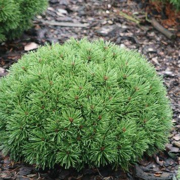 Сосна крючковатая Титус. (Pinus uncinata Titus) С7,5 CS2370 фото