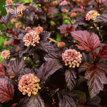 Пузыреплодник Magical Sweet Cherry Tea C3 купить &mdash; декоративный кустарник для изгороди V10032 фото