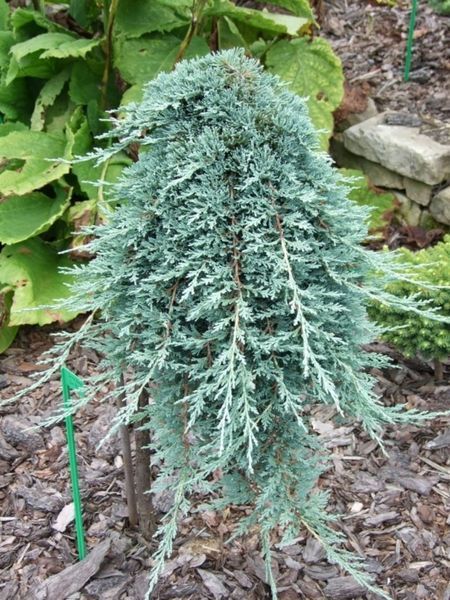 Ялівець горизонтальний Вілтоні. (Juniperus horizontalis Wiltonii) НА ОПОРІ CS2220 фото