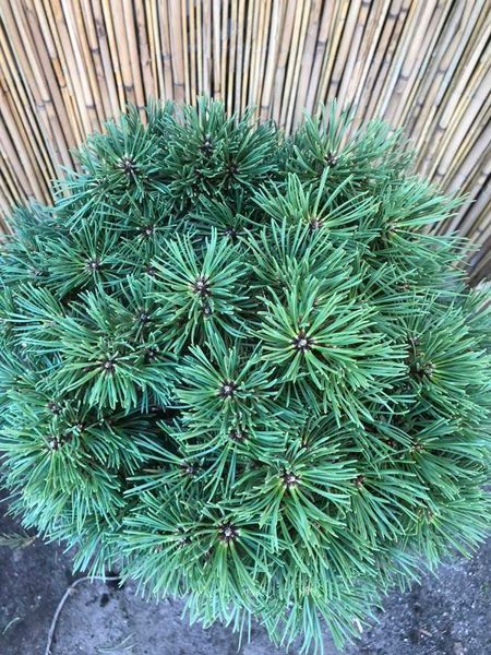 Сосна гачковата Титус. (Pinus uncinata Titus) С7,5 CS2370 фото