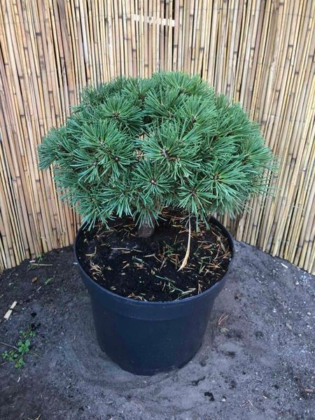 Сосна гачковата Титус. (Pinus uncinata Titus) С7,5 CS2370 фото