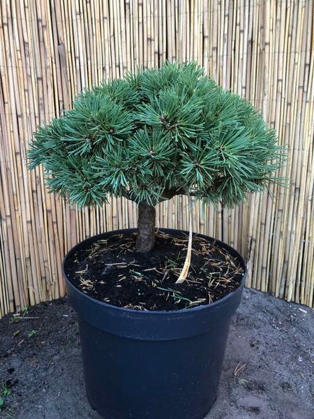 Сосна гачковата Титус. (Pinus uncinata Titus) С7,5 CS2370 фото