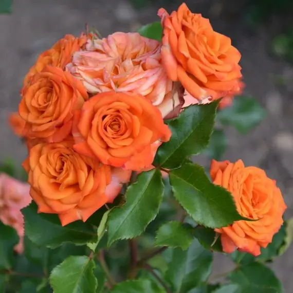 Роза &laquo;Оранж Бэби&raquo; (Orange Baby) Спрей в горшке 4 л