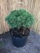 Сосна гачковата Титус. (Pinus uncinata Titus) С7,5 CS2370 фото 4