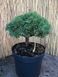 Сосна гачковата Титус. (Pinus uncinata Titus) С7,5 CS2370 фото 3