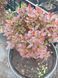 Барбарис тунберга Багатель. (Berberis thunbergii Bagatelle) С3 CS2473 фото 6