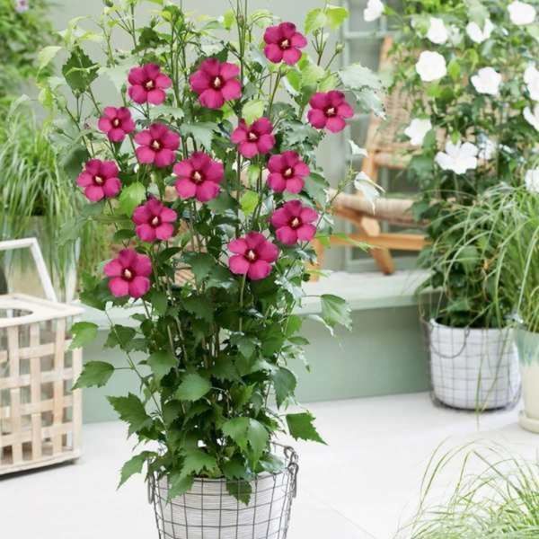 Гибискус сирийский Флауер Тауер Руби. (Hibiscus syriacus Flower Tower Ruby) С3 CS2623 фото