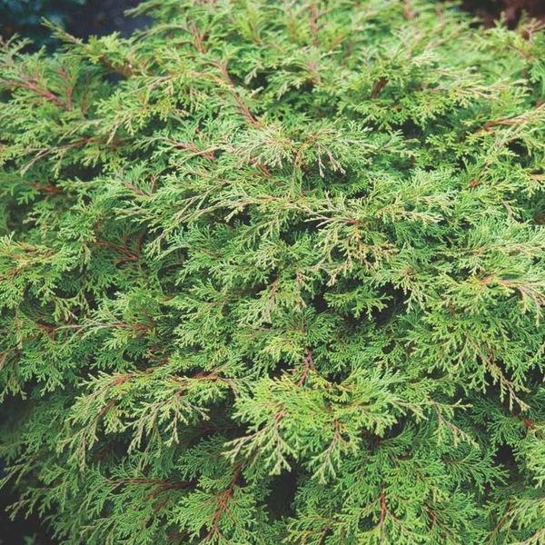 Кипарисовик тупий Пігмея. (Chamaecyparis obtusa Pygmaea) С20 CS2170 фото