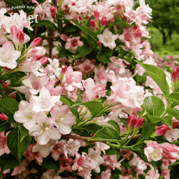 Вейгела Маржорі &ndash; Weigela &lsquo;Marjorie&rsquo; (висота 20&ndash;30 см, горщик 2 л)