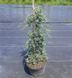 Ялівець горизонтальний Вілтоні. (Juniperus horizontalis Wiltonii) НА ОПОРІ CS2220 фото 1
