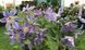 Клематис Блю Рівер/Блакитна Річка. (Clematis Blue River) III група С2 CS1743 фото 4