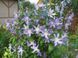 Клематис Блю Рівер/Блакитна Річка. (Clematis Blue River) III група С2 CS1743 фото 5