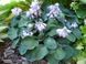 Хоста Мышиные ушки. (Hosta Blue Mouse Ears) Р9 CS1943 фото 3