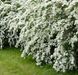 Спирея Ниппонская Сноумаунд (Snowmound) С3 V10725 фото 1