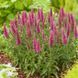 Вероніка колосиста Фест Лав. (Veronica spicata First Love) С3 CS1793 фото 2