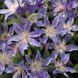 Клематис Блю Рівер/Блакитна Річка. (Clematis Blue River) III група С2 CS1743 фото 7