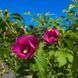 Гибискус сирийский Флауер Тауер Руби. (Hibiscus syriacus Flower Tower Ruby) С3 CS2623 фото 3