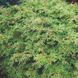 Кипарисовик тупий Пігмея. (Chamaecyparis obtusa Pygmaea) С20 CS2170 фото 4