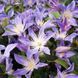 Клематис Блю Рівер/Блакитна Річка. (Clematis Blue River) III група С2 CS1743 фото 1