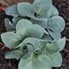 Хоста Мышиные ушки. (Hosta Blue Mouse Ears) Р9 CS1943 фото 1