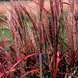 Міскантус китайський Перпл Фолл (Miscanthus sinensis Purple Fall) С2 TS0003 фото 1