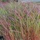 Міскантус китайський Перпл Фолл (Miscanthus sinensis Purple Fall) С2 TS0003 фото 2