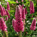 Вероніка колосиста Фест Лав. (Veronica spicata First Love) С3 CS1793 фото 1