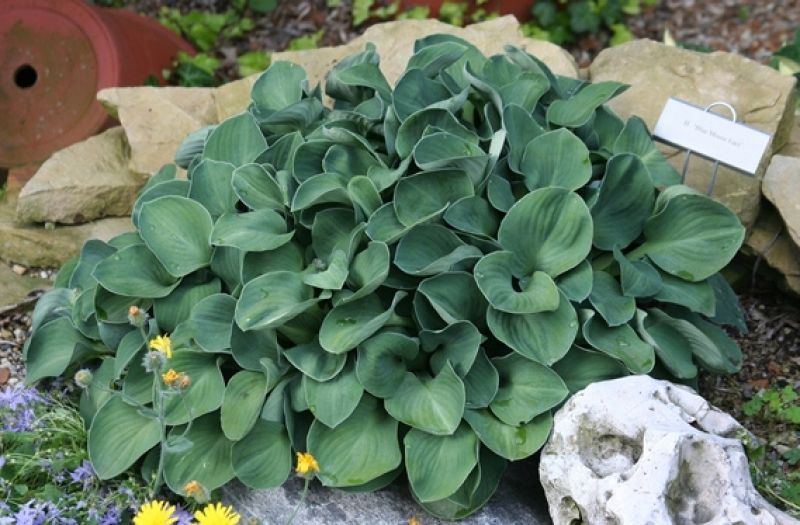Хоста Мышиные ушки. (Hosta Blue Mouse Ears) Р9 CS1943 фото