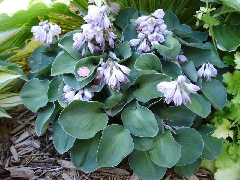 Хоста Мышиные ушки. (Hosta Blue Mouse Ears) Р9 CS1943 фото