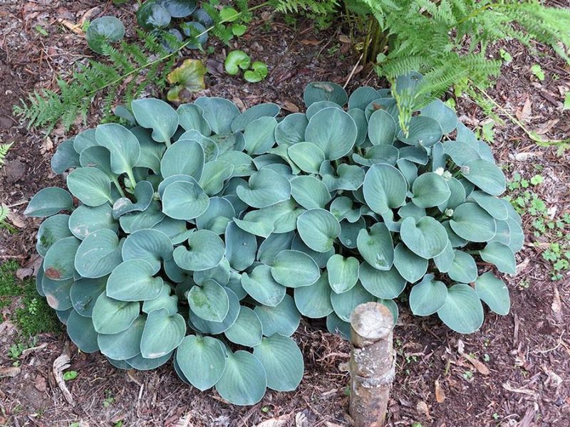 Хоста Мышиные ушки. (Hosta Blue Mouse Ears) Р9 CS1943 фото