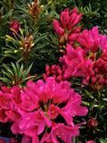 Рододендрон Grazeasy Dark Pink C12 H50-60см (Rhododendron Grazeasy Dark Pink)