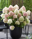 Гортензія волотиста Лівінг Літл Пешн. (Hydrangea paniculata Living Little Passion) Р9