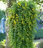 Вербейник монетчатый &laquo;Aurea&raquo; (Lysimachia nummularia 'Aurea') Р12 V10105 фото